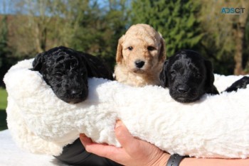 Labradoodle  puppies Ready Now 