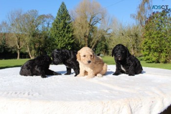 Labradoodle  puppies Ready Now 