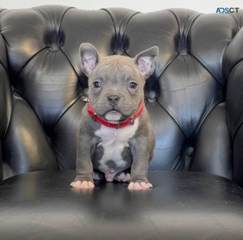 American Bully Puppies Available 