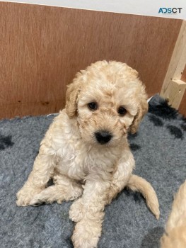 Labradoodle  puppies Ready Now 