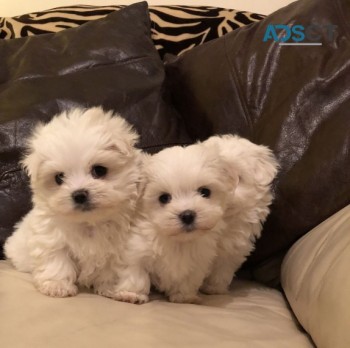 Adorable male and female Bichon frise pu