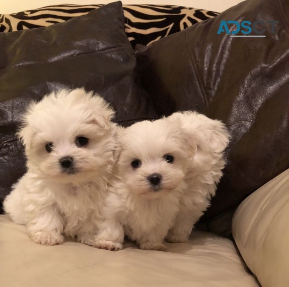 Adorable male and female Bichon frise pu