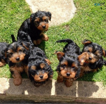 Yorkshire Terrier  Puppies Ready Now for