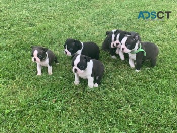  Boston Terrier Pups 