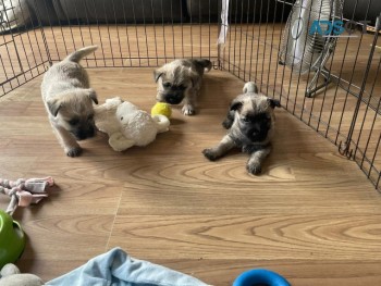 Cairn Terrier Puppies