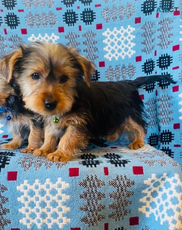 Yorkshire Terrier  Puppies Ready Now for