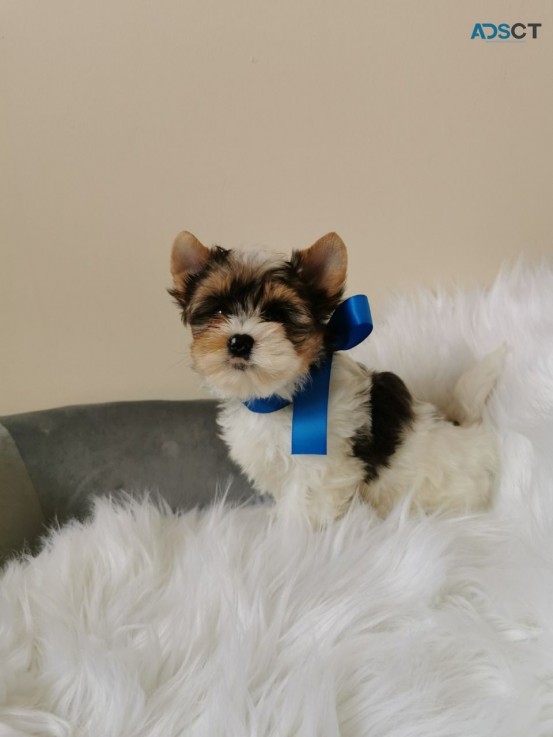 Yorkshire Terrier  Puppies Ready Now for