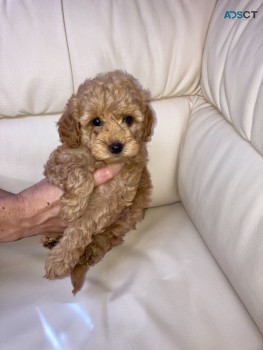 Maltipoo puppies for sale 