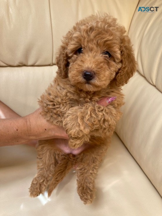 Maltipoo puppies for sale 