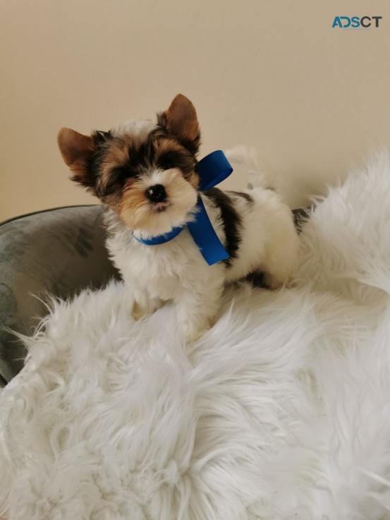 Yorkshire Terrier  Puppies Ready Now for