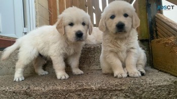 Registered Golden Retriever Puppies