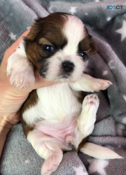 Shih Tzu puppies for sale 