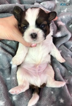 Shih Tzu puppies for sale 