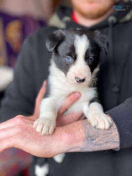 Border Collie puppies for sale