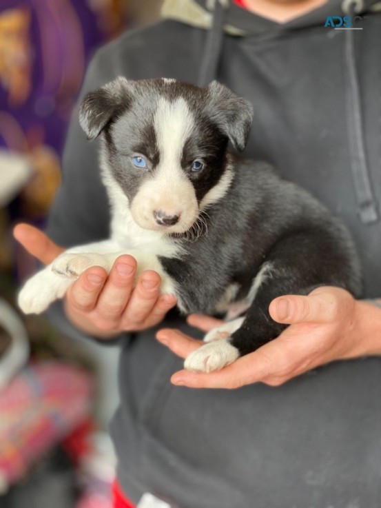 Border Collie puppies for sale