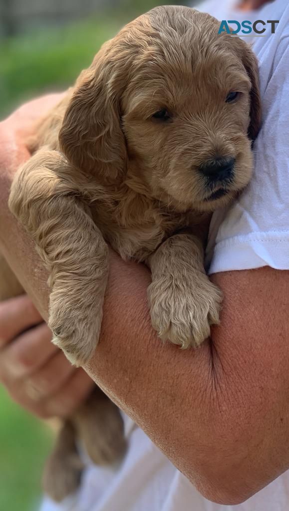 Goldendoodle puppies for sale 