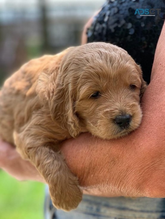 Goldendoodle puppies for sale 