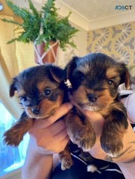 Yorkshire Terrier  Puppies Ready Now for