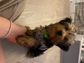 Yorkshire Terrier  Puppies Ready Now for