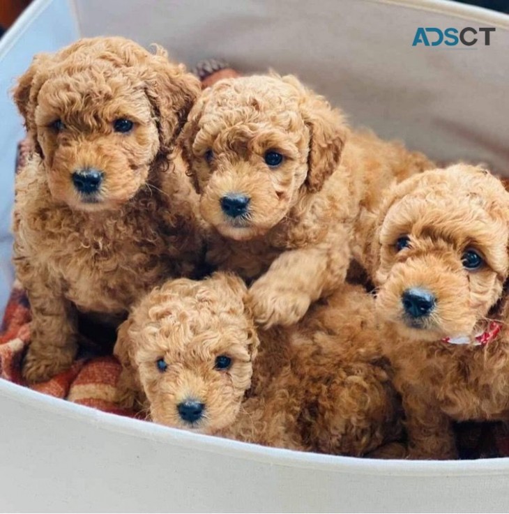 Beautiful  Labradoodle  bulldog puppies