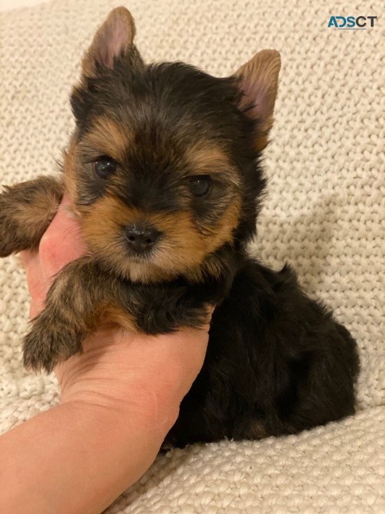 Yorkshire Terrier  Puppies Ready Now for