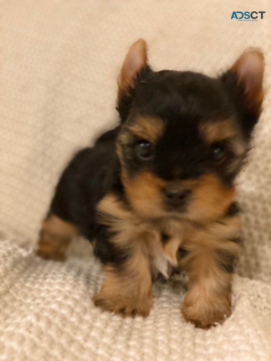 Yorkshire Terrier  Puppies Ready Now for