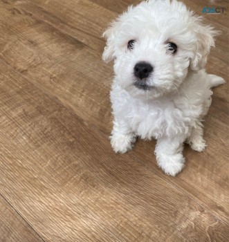 Maltese puppies for sale 