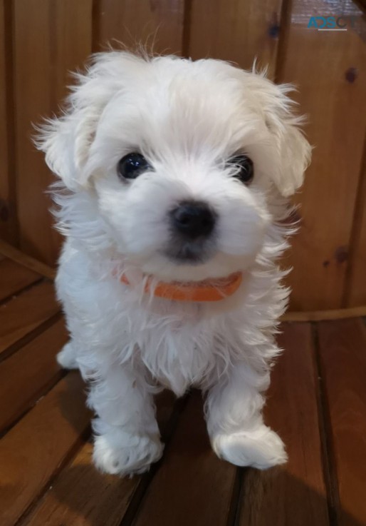 Maltese puppies for sale 