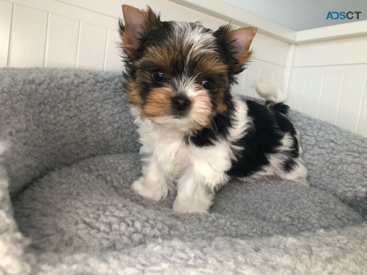 Yorkshire Terrier  Puppies Ready Now for