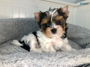 Yorkshire Terrier  Puppies Ready Now for