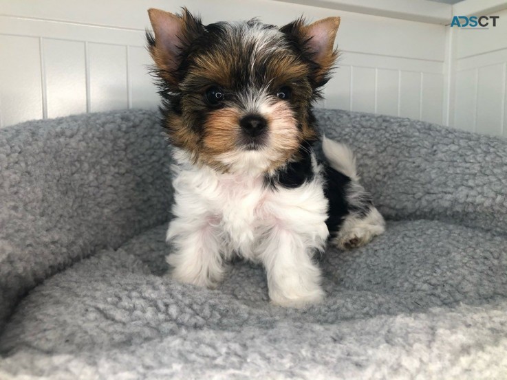 Yorkshire Terrier  Puppies Ready Now for