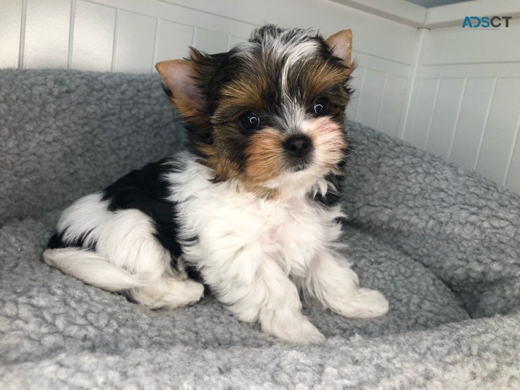 Yorkshire Terrier  Puppies Ready Now for