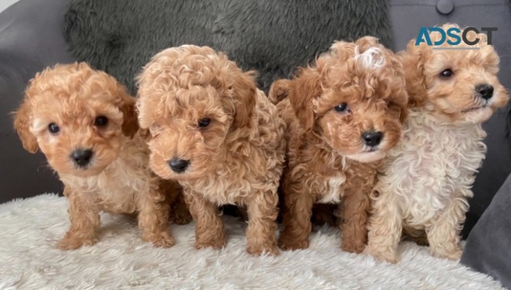 Cavapoo puppies