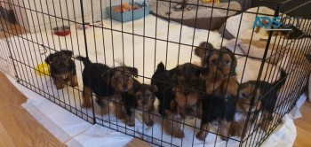 Beautiful Yorkie puppies for good home