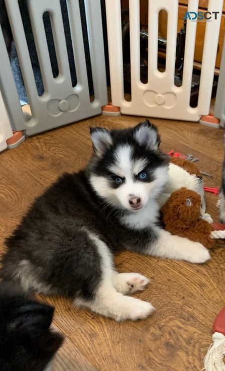 Pomsky puppies for sale 