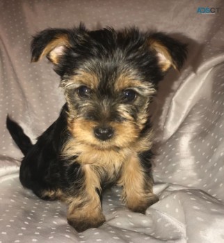 Yorkshire Terrier  Puppies Ready Now for