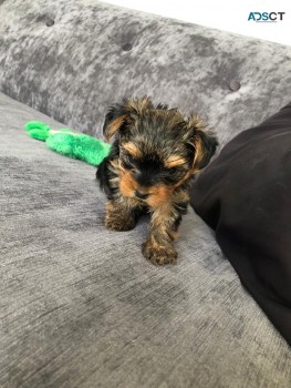 Yorkshire Terrier  Puppies Ready Now for