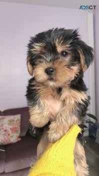 Yorkshire Terrier  Puppies Ready Now for