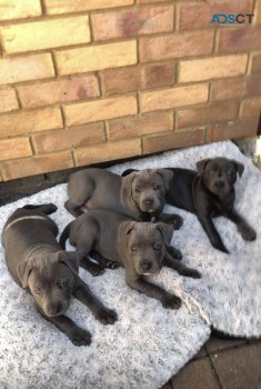 Gorgeous Stafford Bull Terrier  Pups Ava