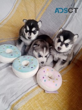 Cute and Adorable Siberian Husky Puppies