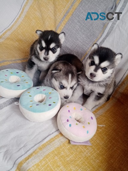 Cute and Adorable Siberian Husky Puppies