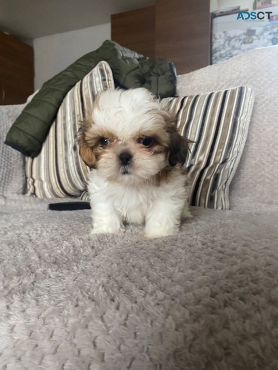 Family Raised Shih Tzuh Puppies 