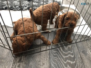 Amazing Cockapoo  Puppies Available