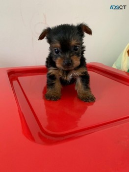 Yorkshire Terrier  Puppies Ready Now for