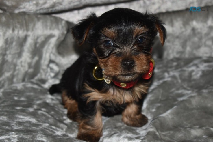 Yorkshire Terrier  Puppies Ready Now for