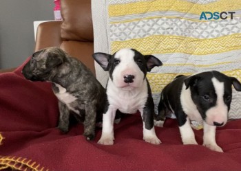 English Bull Terrier  puppies for sale