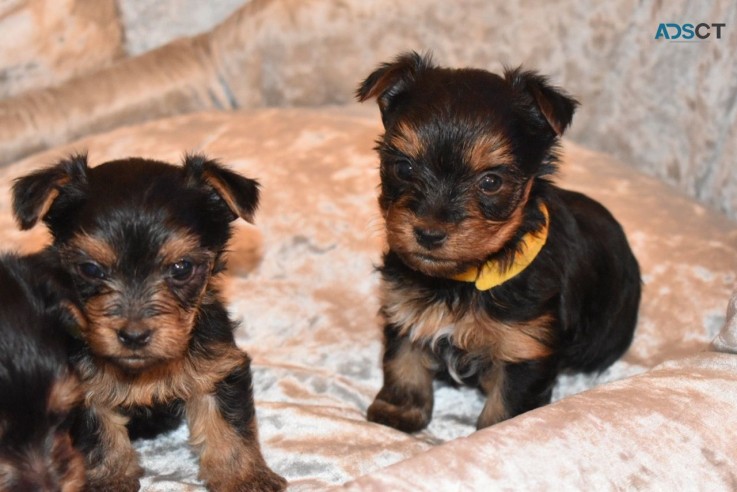 Yorkshire Terrier  Puppies Ready Now for