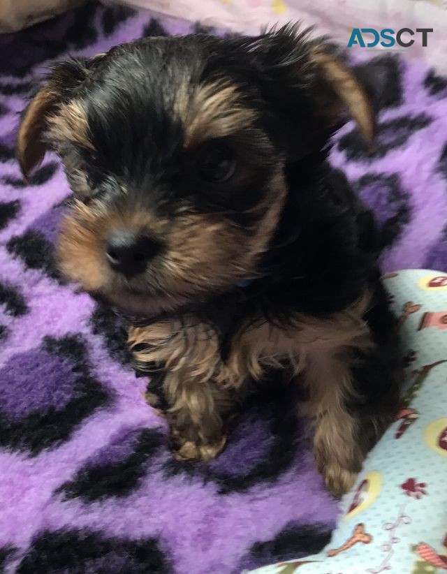 Yorkshire Terrier  Puppies Ready Now for