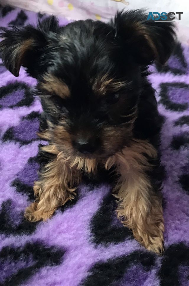 Yorkshire Terrier  Puppies Ready Now for