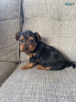 Yorkshire Terrier  Puppies Ready Now for